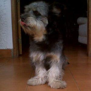 Oración A San Lázaro Para Los Perros: Todo Lo Que Debe Saber
