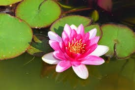 flor de loto 8