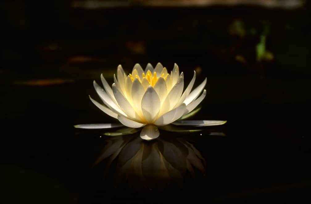 Flor de Loto Budismo